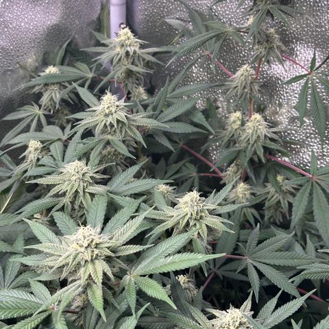 Watermelon Zkittlez 🍉🍭 growlog timeline photo