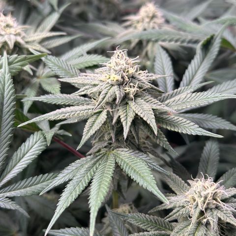 Watermelon Zkittlez 🍉🍭 growlog timeline photo