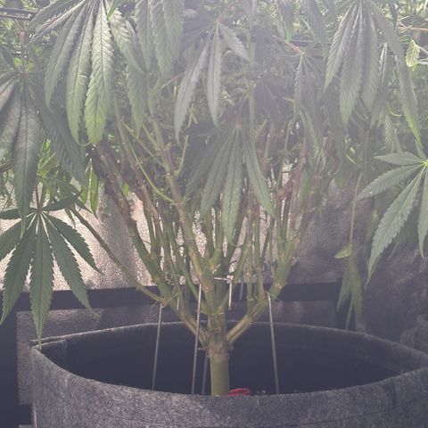 Lemon Cherry Gelato 🍋🍒 growlog timeline photo