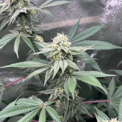 Watermelon Zkittlez 🍉🍭 growlog timeline photo