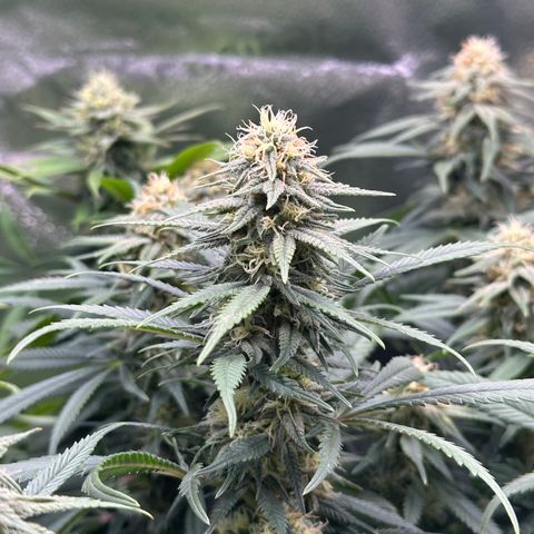 Lemon Cherry Gelato 🍋🍒 growlog timeline photo