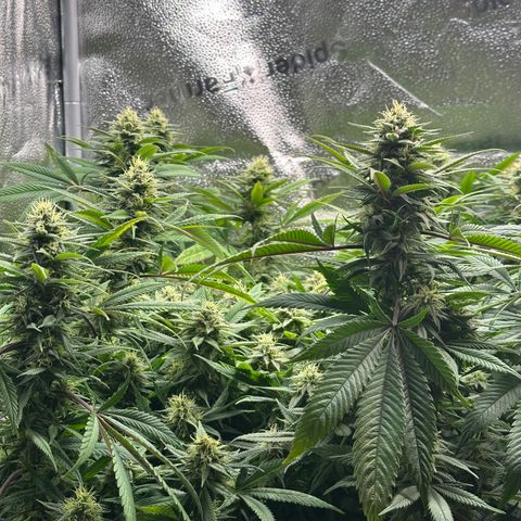 Pineapple Express 🍍 growlog timeline photo