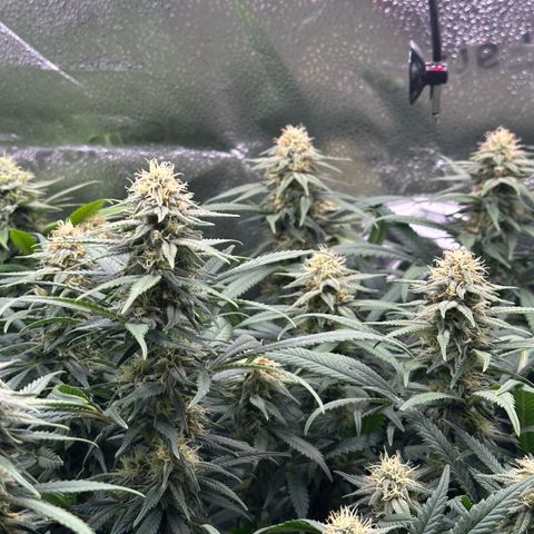 Lemon Cherry Gelato 🍋🍒 growlog timeline photo
