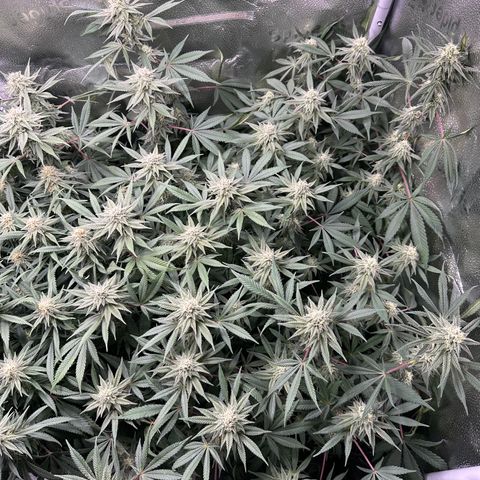 Watermelon Zkittlez 🍉🍭 growlog timeline photo