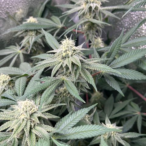 Watermelon Zkittlez 🍉🍭 growlog timeline photo