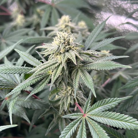 Watermelon Zkittlez 🍉🍭 growlog timeline photo