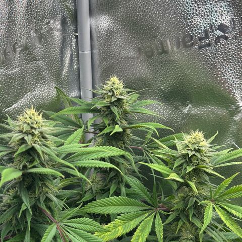 Pineapple Express 🍍 growlog timeline photo