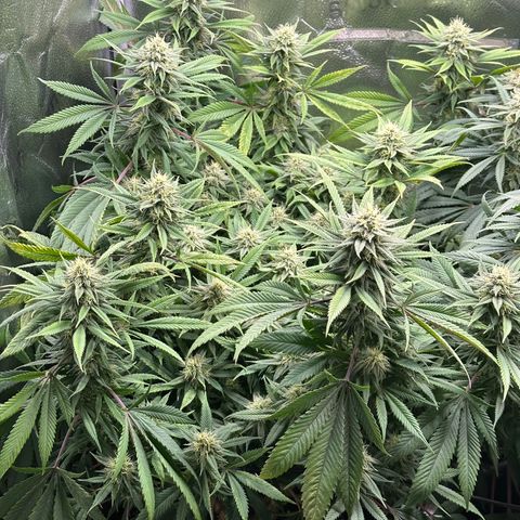 Pineapple Express 🍍 growlog timeline photo
