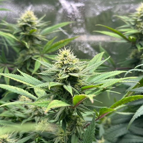 Pineapple Express 🍍 growlog timeline photo