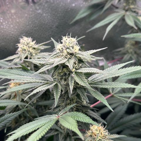 Watermelon Zkittlez 🍉🍭 growlog timeline photo