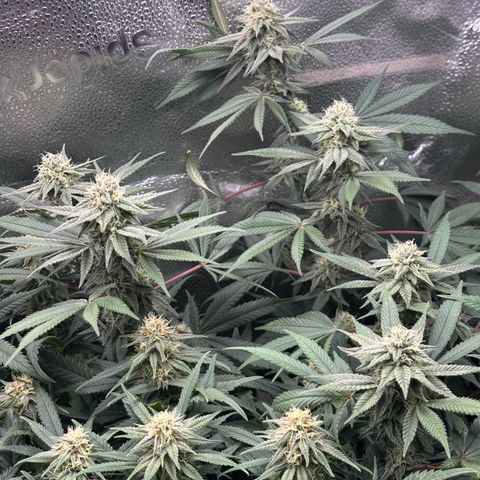 Watermelon Zkittlez 🍉🍭 growlog timeline photo