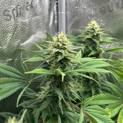 Pineapple Express 🍍 growlog timeline photo