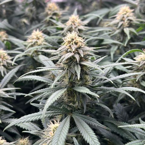 Lemon Cherry Gelato 🍋🍒 growlog timeline photo