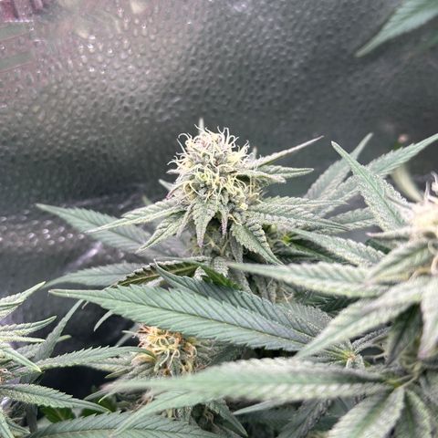 Watermelon Zkittlez 🍉🍭 growlog timeline photo