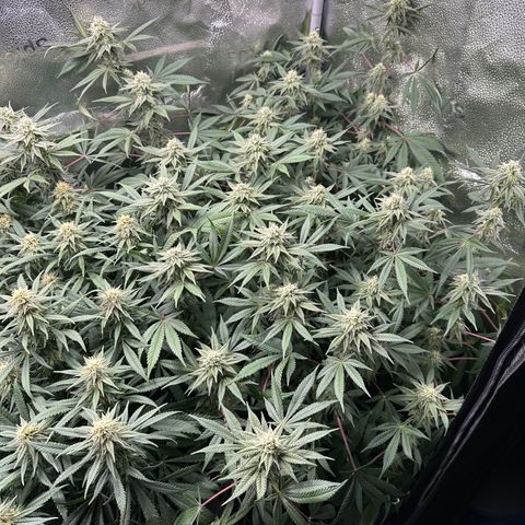 Watermelon Zkittlez 🍉🍭 growlog timeline photo