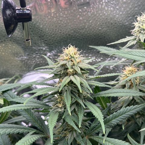 Lemon Cherry Gelato 🍋🍒 growlog timeline photo