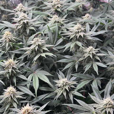 Watermelon Zkittlez 🍉🍭 growlog timeline photo