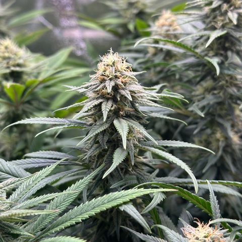 Lemon Cherry Gelato 🍋🍒 growlog timeline photo