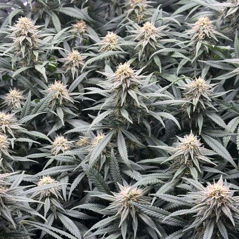 Lemon Cherry Gelato 🍋🍒 growlog timeline photo