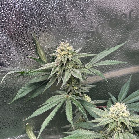 Watermelon Zkittlez 🍉🍭 growlog timeline photo