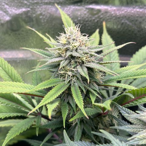 Pineapple Express 🍍 growlog timeline photo