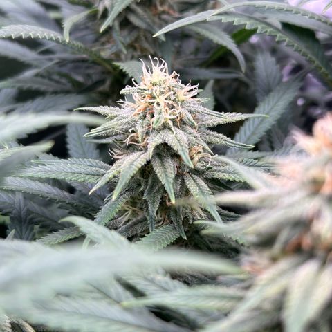 Lemon Cherry Gelato 🍋🍒 growlog timeline photo