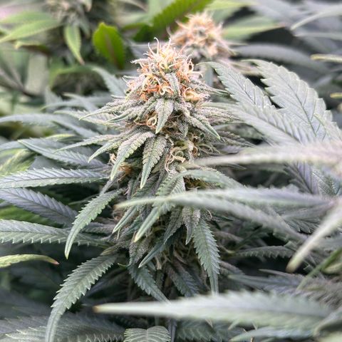Lemon Cherry Gelato 🍋🍒 growlog timeline photo