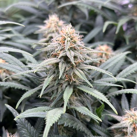 Lemon Cherry Gelato 🍋🍒 growlog timeline photo