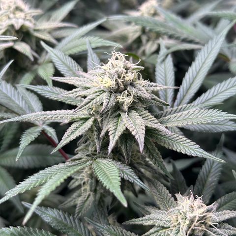 Watermelon Zkittlez 🍉🍭 growlog timeline photo