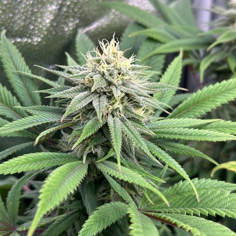 Pineapple Express 🍍 growlog timeline photo