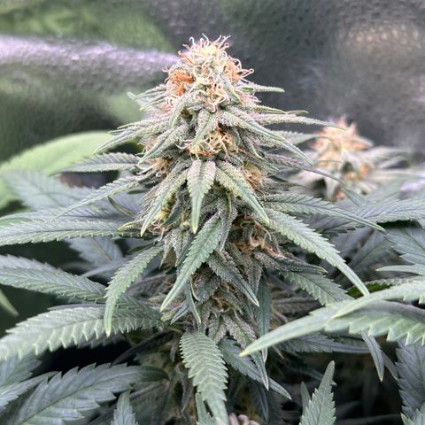 Lemon Cherry Gelato 🍋🍒 growlog timeline photo