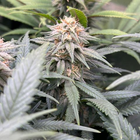 Lemon Cherry Gelato 🍋🍒 growlog timeline photo