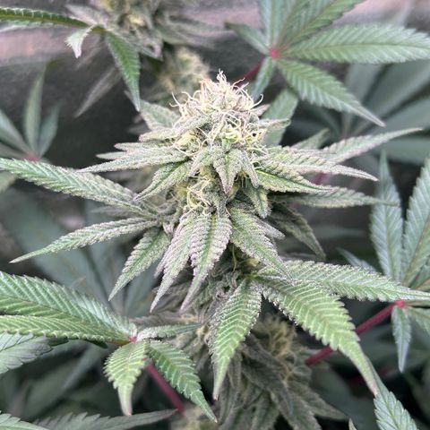 Watermelon Zkittlez 🍉🍭 growlog timeline photo