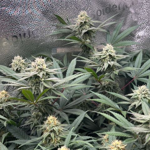 Watermelon Zkittlez 🍉🍭 growlog timeline photo