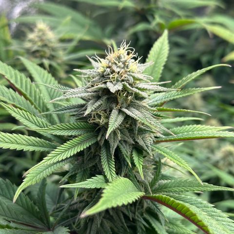 Pineapple Express 🍍 growlog timeline photo