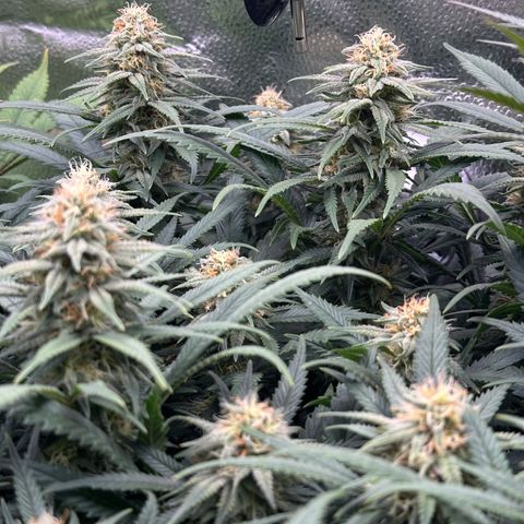 Lemon Cherry Gelato 🍋🍒 growlog timeline photo