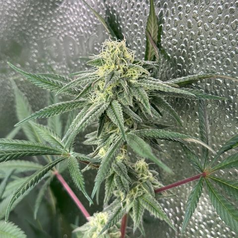 Watermelon Zkittlez 🍉🍭 growlog timeline photo