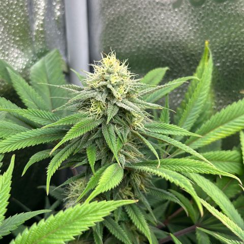 Pineapple Express 🍍 growlog timeline photo