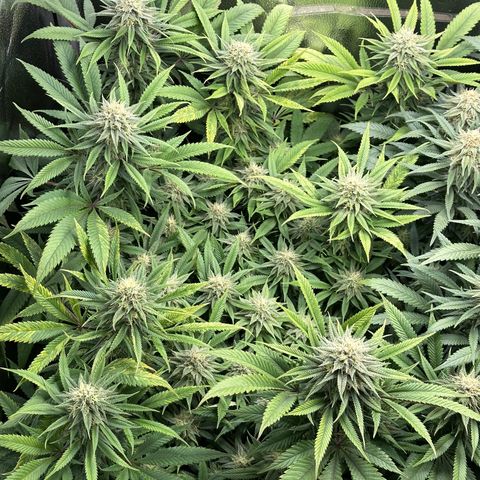 Pineapple Express 🍍 growlog timeline photo