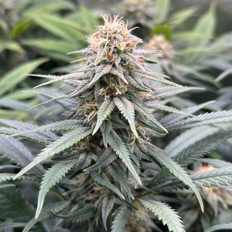 Lemon Cherry Gelato 🍋🍒 growlog timeline photo
