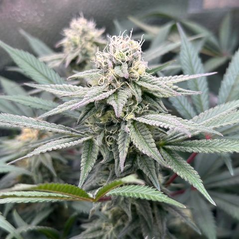 Watermelon Zkittlez 🍉🍭 growlog timeline photo