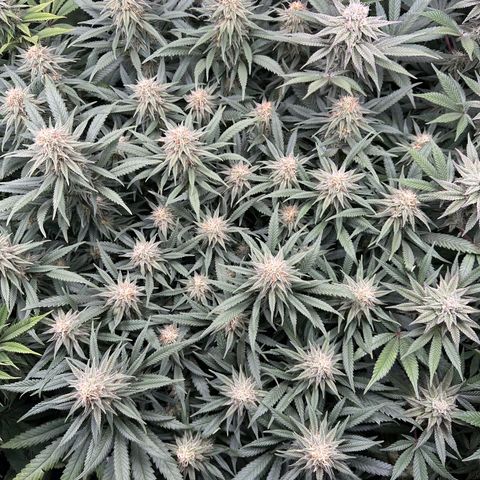 Lemon Cherry Gelato 🍋🍒 growlog timeline photo