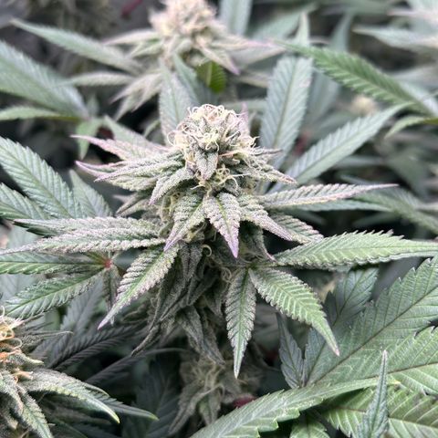 Watermelon Zkittlez 🍉🍭 growlog timeline photo