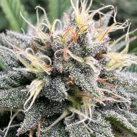 Pineapple Express 🍍 growlog timeline photo