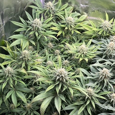 Pineapple Express 🍍 growlog timeline photo