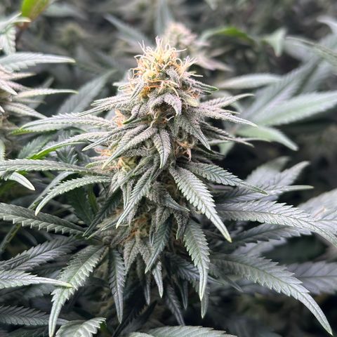 Lemon Cherry Gelato 🍋🍒 growlog timeline photo