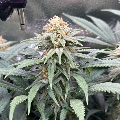 Lemon Cherry Gelato 🍋🍒 growlog timeline photo