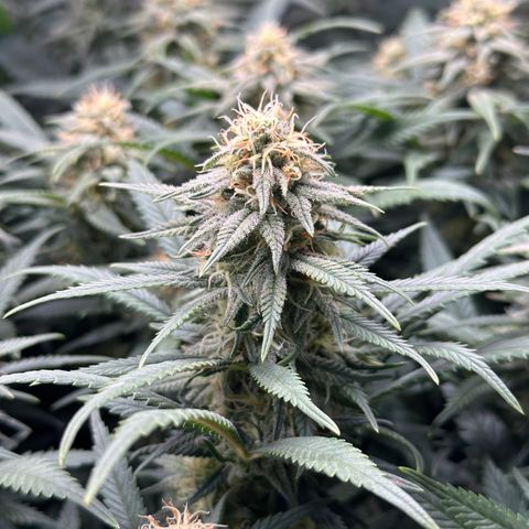 Lemon Cherry Gelato 🍋🍒 growlog timeline photo