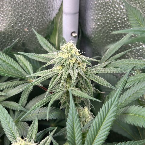Watermelon Zkittlez 🍉🍭 growlog timeline photo