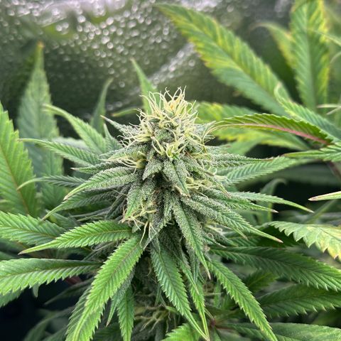 Pineapple Express 🍍 growlog timeline photo